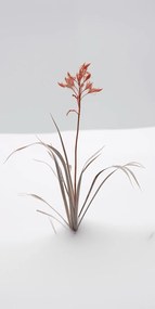 Poszter 50x100cm A természet finomsága