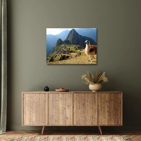 Kép - Láma és Machu Picchu (70x50 cm)