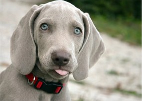 Kép - weimaraner kölyökkutya (70x50 cm)