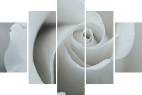 Kép - Fehér rózsa (150x105 cm)