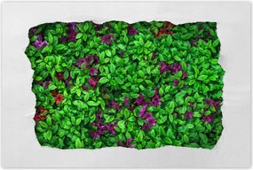 Poszterek 120x80 Kerti azálea