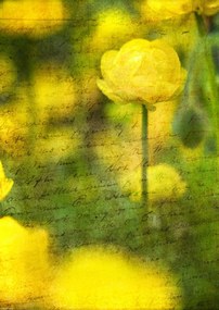 Poszter 29,7x42cm Gyönyörű sárga anemon virágok a kertben, Assaf Frank