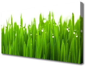 Vászonkép nyomtatás Grass Nature Plant 100x50 cm