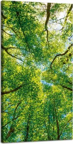 Vászonkép Fák Levelek Természet Erdő Tavasz 40x80 cm