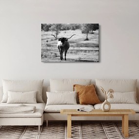 Kép - Tehén, fekete-fehér (90x60 cm)