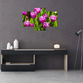 Tulipánok a réten képe (90x60 cm)