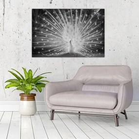 Kép - Fehér páva (90x60 cm)