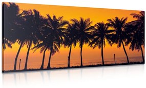 Kép naplemente pálmafák felett