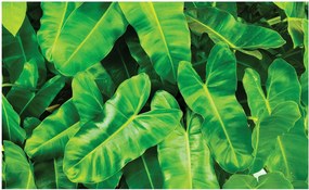 Fotótapéta levelek monstera fotótapéta 208 x 146
