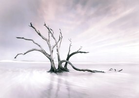 Flizelin fotótapéta Az élet fája és a magányos minimalizmus 208x146 +ragasztó