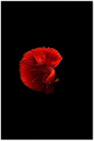 Poszterek 80x120 Harcos hal piros