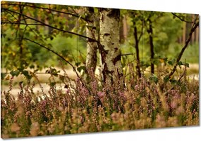 Vászonkép 120x80 Nyírfa a hangák között Erdő
