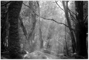 Poszterek 155x105 Rejtélyes erdő Sugárzás
