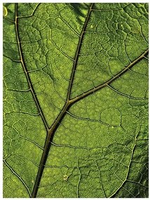 Fotótapéta levél levelek makro növény 184 x 254