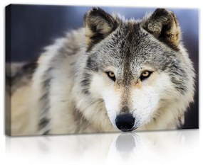 Farkas, vászonkép, 60x40 cm méretben