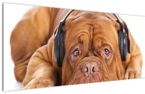 Kép egy kutya fejhallgatóval (120x50 cm)