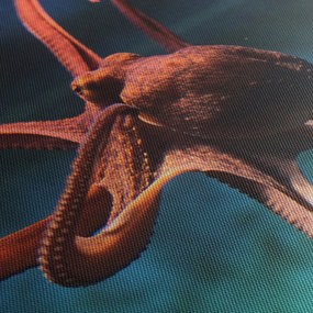 Kép - Octopus (90x60 cm)