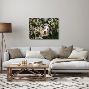 Üveg kép - Ausztrál juhászkutya (70x50 cm)