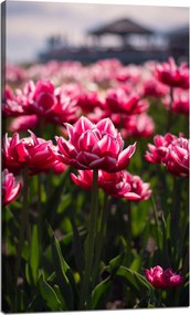 Botanika Vászonkép Tulipánmező 60x100 cm