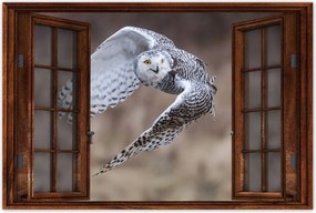 Poszterek 90x60 Madarak