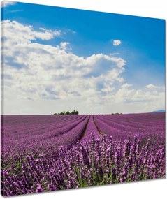 Vászonkép 50x50 Levendulamező Levendula