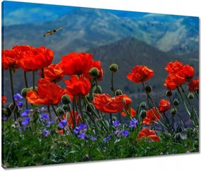 Vászonkép 80x60 Piros pipacs Virágok