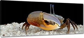 Vászonkép 100x40 Sárga rák hegedű