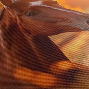 Kép - Ló a naplementében (120x50 cm)