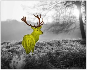 Poszterek 50x40 Sárga szarvas Erdő Tájkép