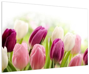 Bimbózó tulipánok képe (90x60 cm)