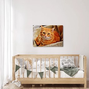 Egy fekvő macska képe (70x50 cm)