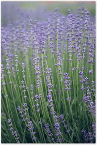 Poszterek 80x120 Levendula világ