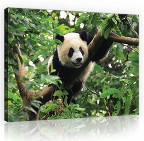 Vászonkép, Panda, 100x75 cm méretben