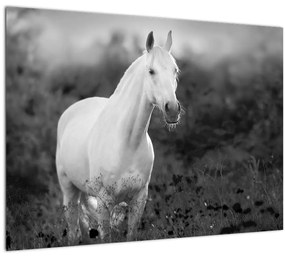 Egy fehér ló képe egy réten, fekete-fehér (üvegen) (70x50 cm)