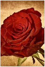 Poszterek 60x90 Rózsa szépia háttérrel