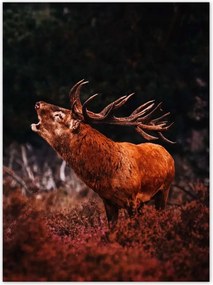 Poszterek 100x135 Szarvas az erdőben