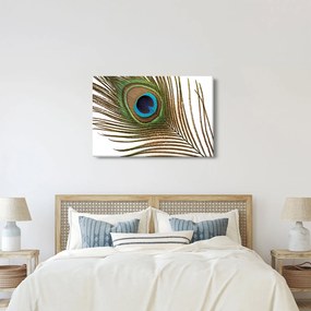 Pávatoll képe (90x60 cm)