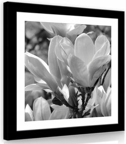 Vászonkép 80x80 Magnólia virágok fekete-fehér közelkép növényvilág természet elegancia