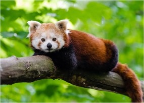 A vörös panda képe (üvegen) (70x50 cm)