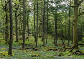Poszter 29,7x21cm Fák az erdőben, Assaf Frank