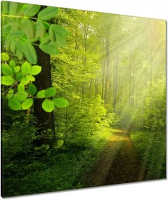 Vászonkép 90x90 Varázslatos erdő Sugárzás