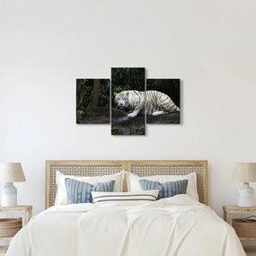 Kép - albínó tigris (90x60 cm)