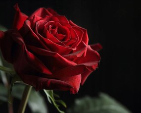 Poszter 50x40cm Rózsa félárnyékban