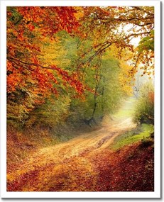 Poszterek keretben 40x50 Út az erdőben ősz