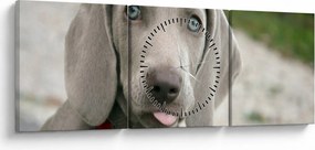Kép - weimaraner kölyökkutya (órával) (90x30 cm)