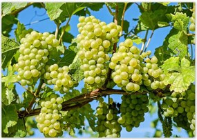 Poszterek 100x70 Zöld szőlő