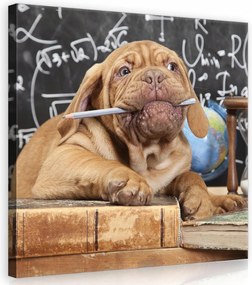 Vászonkép 80x80 Vidám Kutya Kíváncsiság és Könyvek Gyerekszoba