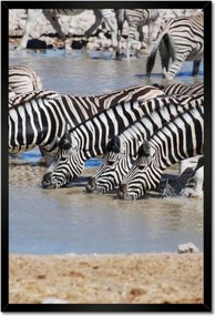 Poszterek keretben 40x60 Zebrák a vízparton