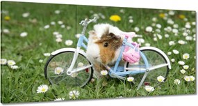 Vászonkép 180x90 Tengerimalac a réten