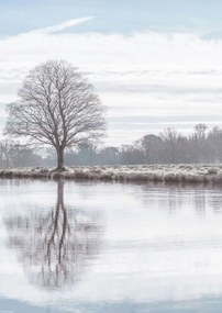 Poszter 29,7x42cm Fa tükröződése a tóban, Assaf Frank